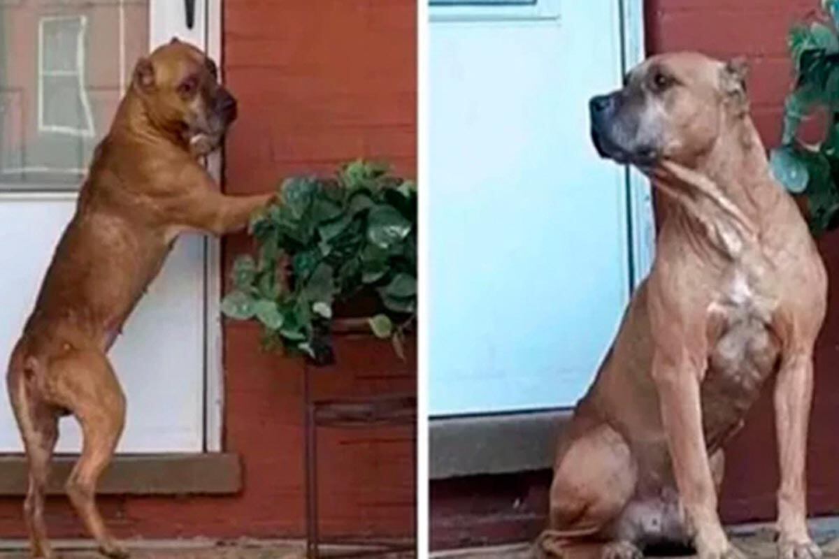 Facebook viral | Cupido esperó de esta manera durante 20 días a sus dueños, los mismos que lo habían abandonado a su suerte tras vender su propiedad. | Foto: Captura