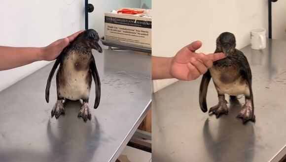 Rescatan a pingüino de Humboldt a causa de los derrames de petróleo