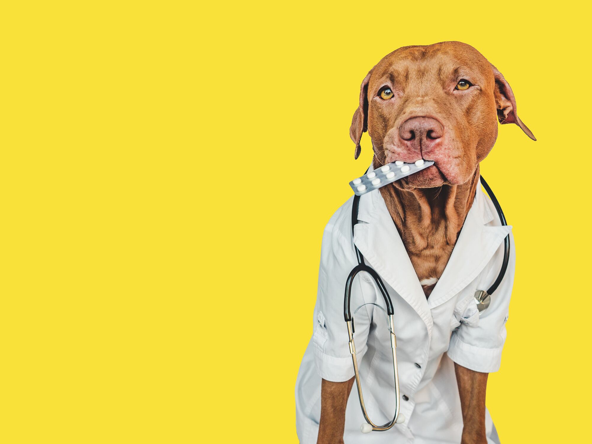 ¿Tu perro está mal? Cuidado, no todas las medicinas de humanos son para ellos