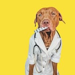 ¿Tu perro está mal? Cuidado, no todas las medicinas de humanos son para ellos