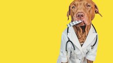 ¿Tu perro está mal? Cuidado, no todas las medicinas de humanos son para ellos