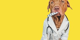 Aunque dos mascotas tengan síntomas parecidos, no significa que necesiten el mismo tratamiento. Cada caso debe evaluarse de manera individual. Foto: Istock