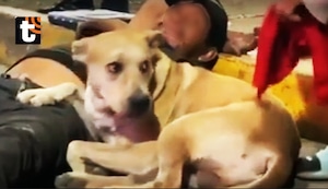 Amigo fiel: perrito se hace viral tras no abandonar a su dueño que fue arrollado por automóvil