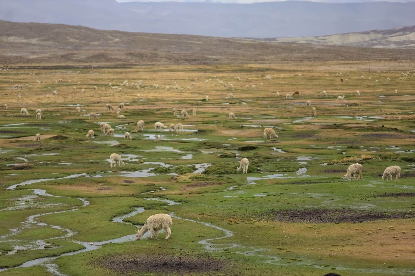 La razón del desabastecimiento de agua en la ciudad de Arequipa durante varios días este año se debió a que grandes desprendimientos de tierra del volcán Misti, producto de la desertificación, fueron arrastrados por una lluvia intensa.