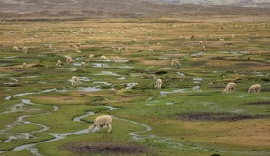 Arequipa: Destinan más de S/ 4 millones para la conservación de la reserva nacional Salinas y Aguada Blanca