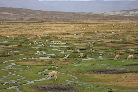 Arequipa: Destinan más de S/ 4 millones para la conservación de la reserva nacional Salinas y Aguada Blan...