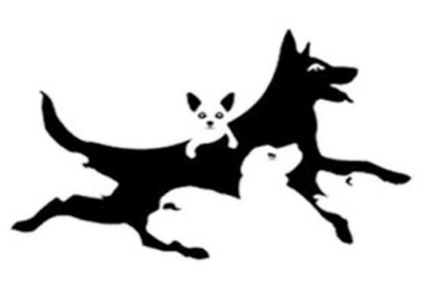 Descubre tu nivel de inteligencia y edad mental en el test visual: ¿cuántos perros ves? (Foto: Genial.Guru)