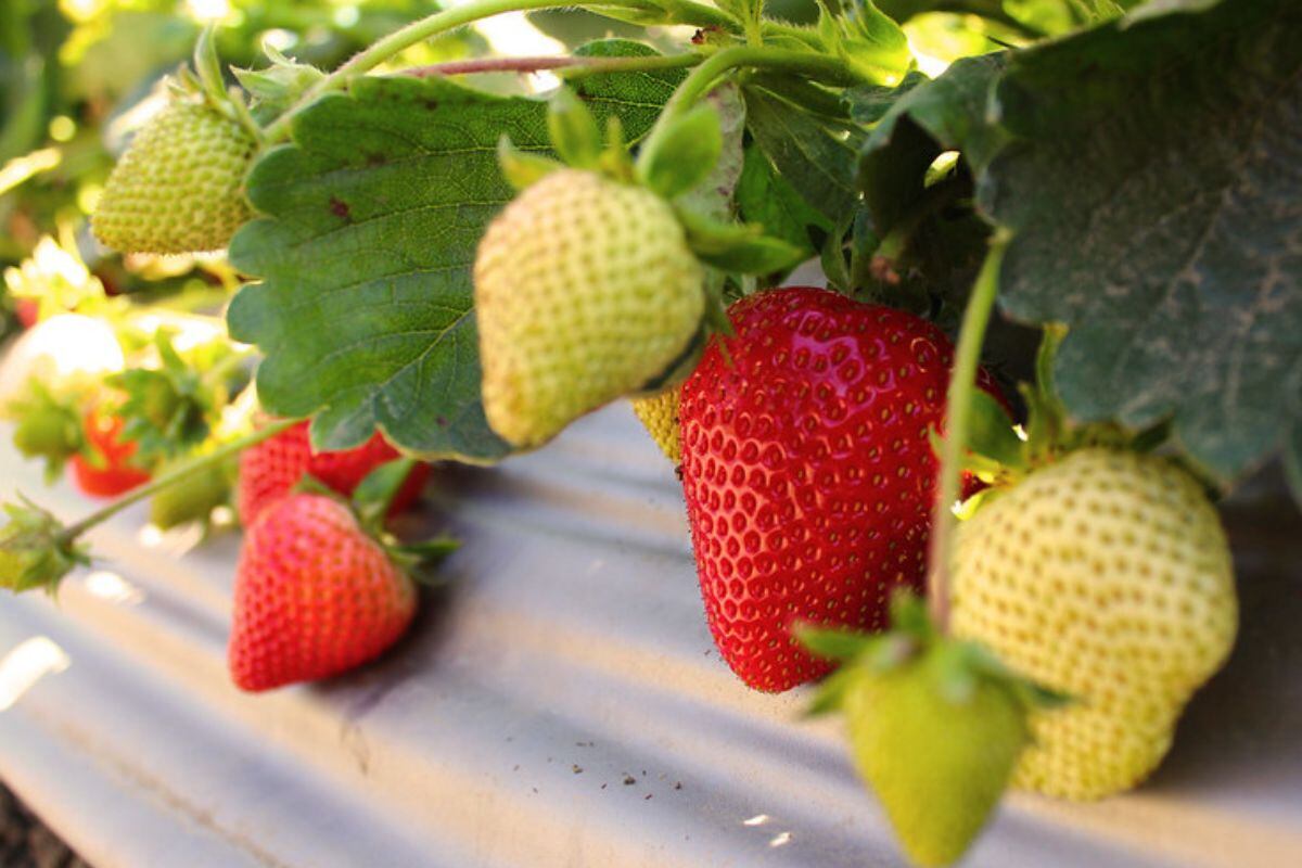 Su meta es tener un invernadero para satisfacer la demanda y exportar.