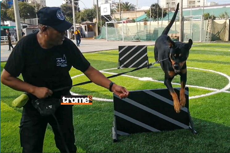 Perros son adiestrados según sus características. (Foto Municipalidad de Pueblo Libre).