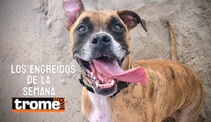 Peluditos que conquistan: estos son los engreídos Trome de la semana