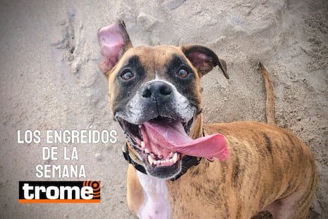 Peluditos que conquistan: estos son los engreídos Trome de la semana