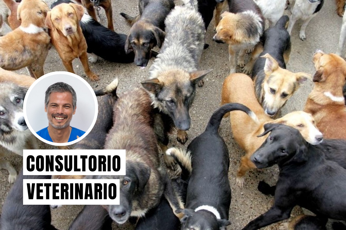 Es un trastorno psiquiátrico que se caracteriza por la acumulación compulsiva de animales en el domicilio por parte de una persona, con la intención de rescatarlos o cuidarlos, pero que con el tiempo resulta en condiciones insalubres tanto para las personas como para los animales. Foto: composición/difusión