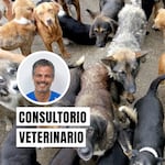 Qué hay detrás del síndrome de Noé, el trastorno de acumulación de animales