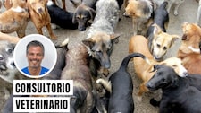 Qué hay detrás del síndrome de Noé, el trastorno de acumulación de animales