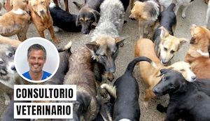 Qué hay detrás del síndrome de Noé, el trastorno de acumulación de animales