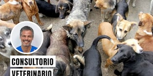 Es un trastorno psiquiátrico que se caracteriza por la acumulación compulsiva de animales en el domicilio por parte de una persona, con la intención de rescatarlos o cuidarlos, pero que con el tiempo resulta en condiciones insalubres tanto para las personas como para los animales. Foto: composición/difusión