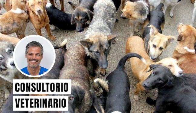 Es un trastorno psiquiátrico que se caracteriza por la acumulación compulsiva de animales en el domicilio por parte de una persona, con la intención de rescatarlos o cuidarlos, pero que con el tiempo resulta en condiciones insalubres tanto para las personas como para los animales. Foto: composición/difusión