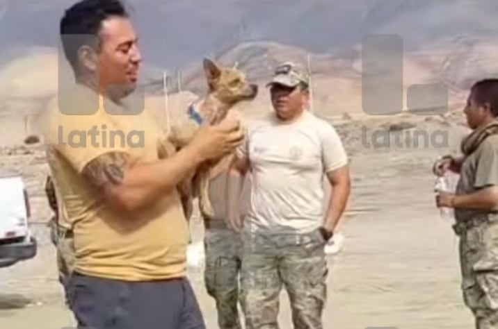 Perrito chihuahua sobrevivió a caída de helicóptero en Arequipa y cuidó a su dueño hasta ser rescatado
