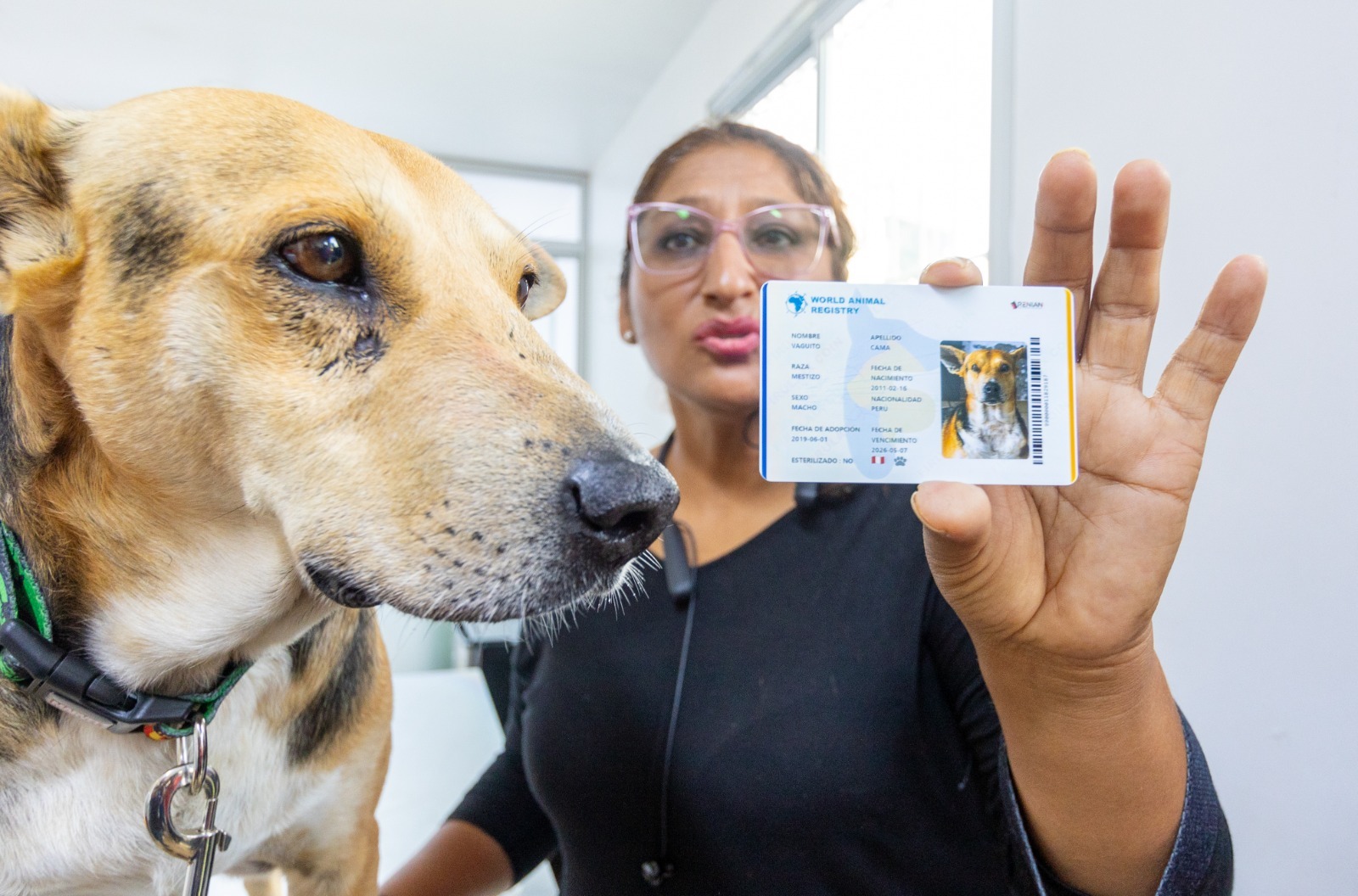 'Vaguito' y Norma Cama piden a las familias que instalen los microchip a sus mascotas, para evitar que se pierdan.