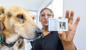 Surco y ‘Vaguito’ impulsan uso de microchip en mascotas para evitar que se extravíen