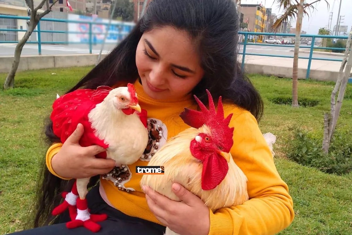 Gallito Lino luce sus botitas y es rey del TikTok. Vive con pareja de jóvenes y tiene su novia, la gallina Luna Bella. (Entrevista: Isabel Medina / Fotos: Trome / Compos. Gallo Lino)