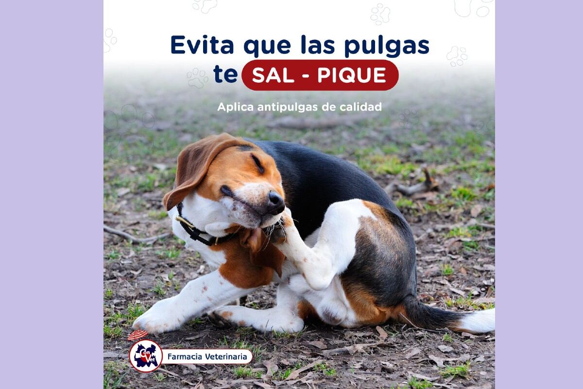 CLARAmente... muchos se sumaron al juego de palabras de la nueva canción. Negocios y hasta organismos públicos para promocionar otros contenidos. (Trome)