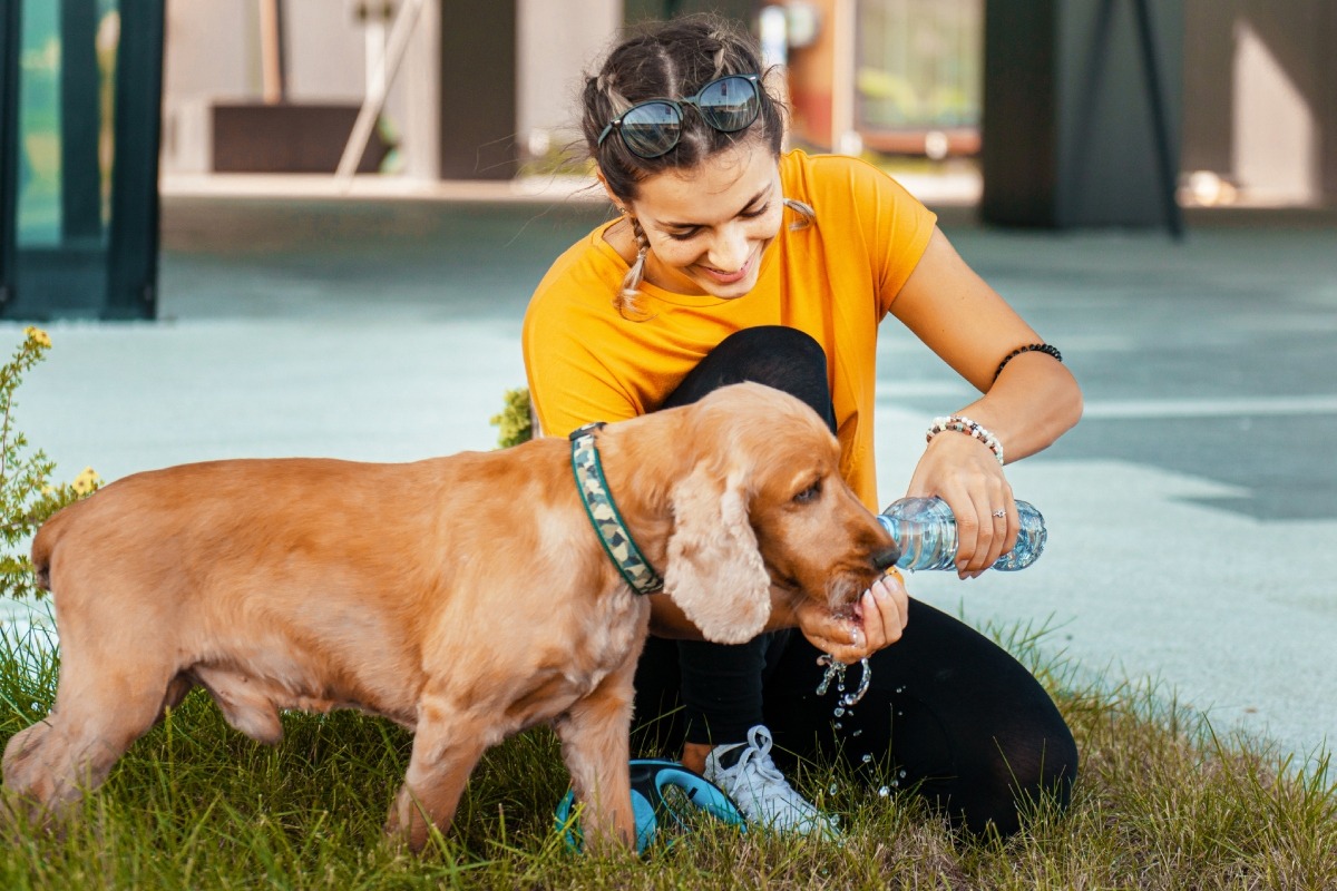 Renueva su agua en todo momento, puedes agregarle un par de hielitos y no dejes que tome agua estancada de parques. Foto: Istock.