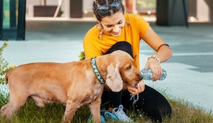 ¿Sabes cuál es la forma correcta de hidratar a tu mascota en verano?