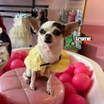 La chihuahua que es “gerenta” de su propia marca de ropa