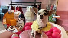 Zsa Zsa: La chihuahua que es “gerenta” de su propia marca de ropa para mascotas yes viral en TikTok