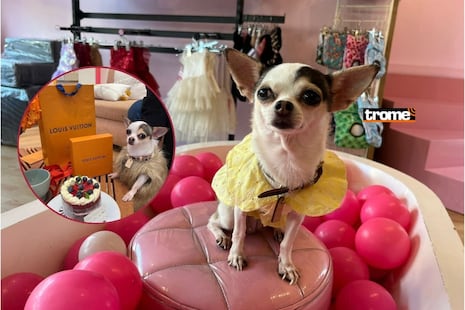 Zsa Zsa: La chihuahua que es “gerenta” de su propia marca de ropa para mascotas yes viral en TikTok