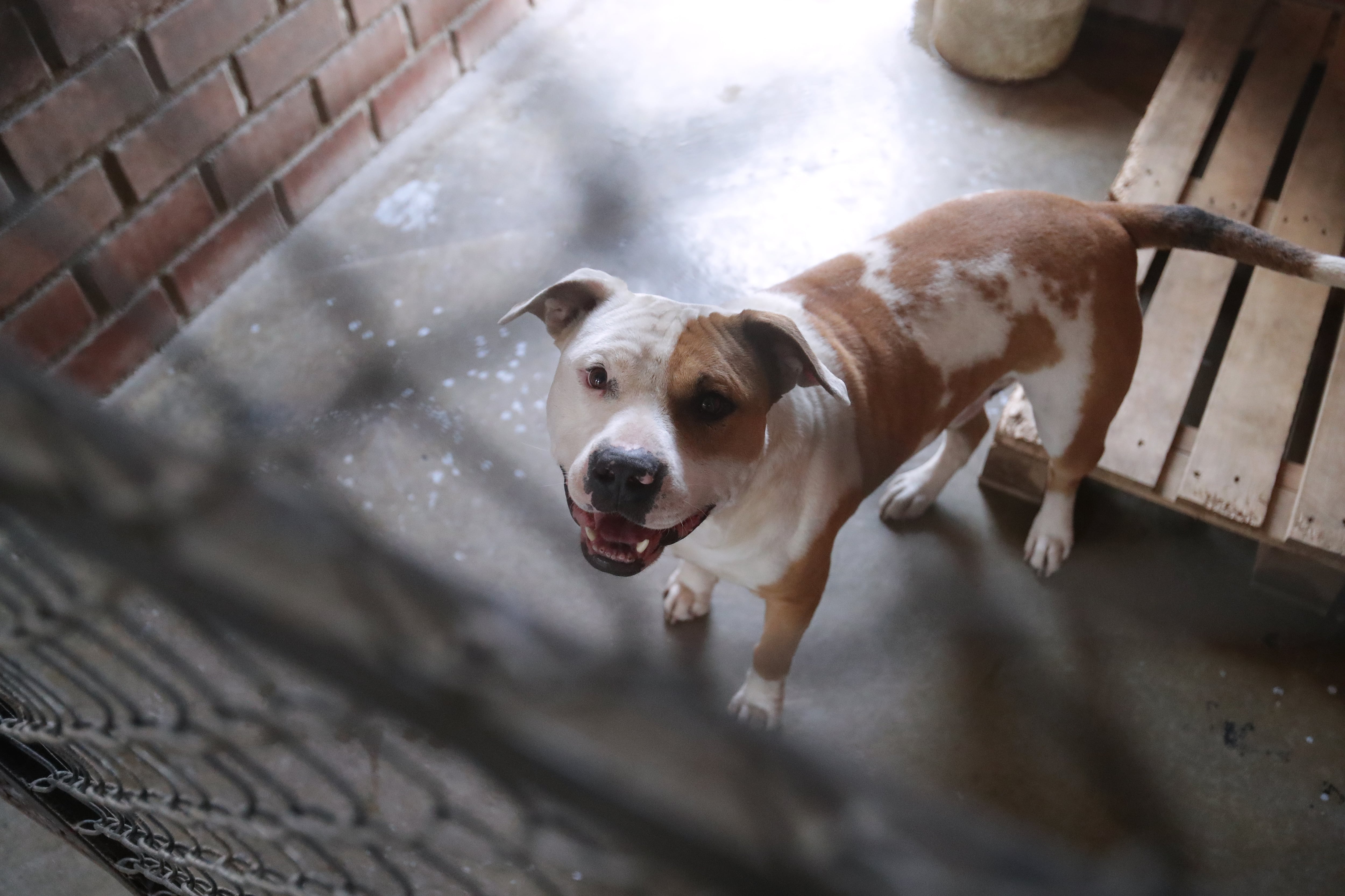 Perro raza pitbull (referencial). Foto: GEC