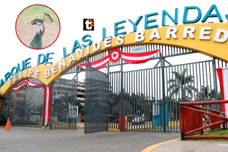Fiestas Patrias en el Parque de las Leyendas: así se vivió el 28 de julio y estas son las sorpresas para ...