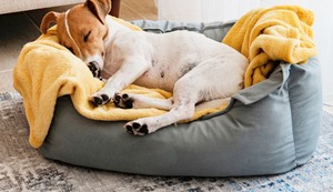 ¿Cada cuánto debo lavar la cama de mi perro?