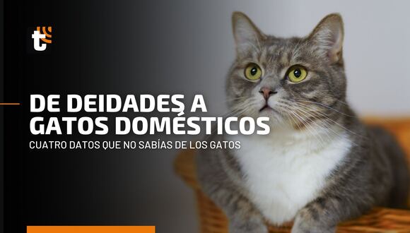 Cuatro misterios sobre los gatos que quizá no sabías