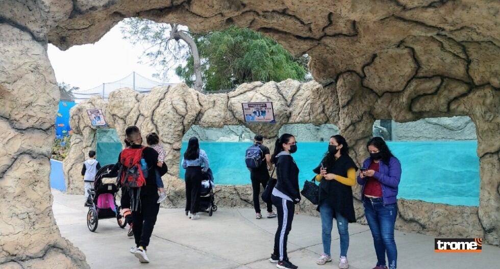 El Parque de las Leyendas presenta exhibición subacuática de pingüinos de Humboldt, en su Centro de Interpretación de Aves Marinas. (Municipalidad de Lima)