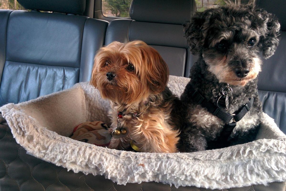 Uber tiene la opción de que puedas llevar contigo al engreído de la casa.