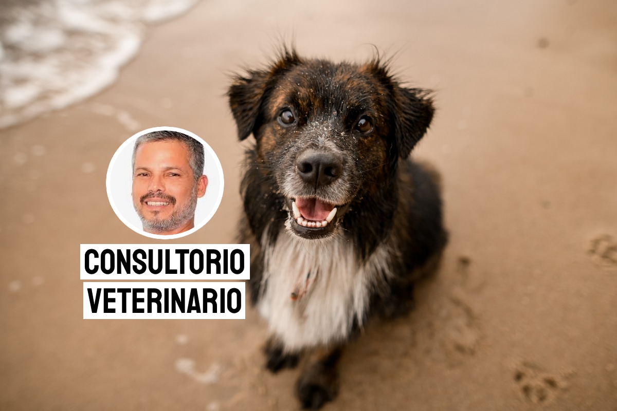 Más de 6 millones de perros viven en abandono en Perú y aproximadamente 2 millones de ellos están en las calles de Lima. Foto: composición/Istock