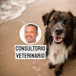 Calles, hambre y miedo: la dura vida de los perros callejeros