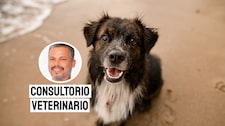 Calles, hambre y miedo: la dura vida de los perros callejeros