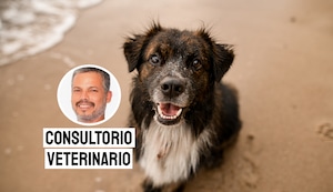 Calles, hambre y miedo: la dura vida de los perros callejeros