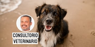 Más de 6 millones de perros viven en abandono en Perú y aproximadamente 2 millones de ellos están en las calles de Lima. Foto: composición/Istock