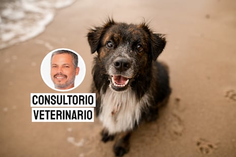 Calles, hambre y miedo: la dura vida de los perros callejeros