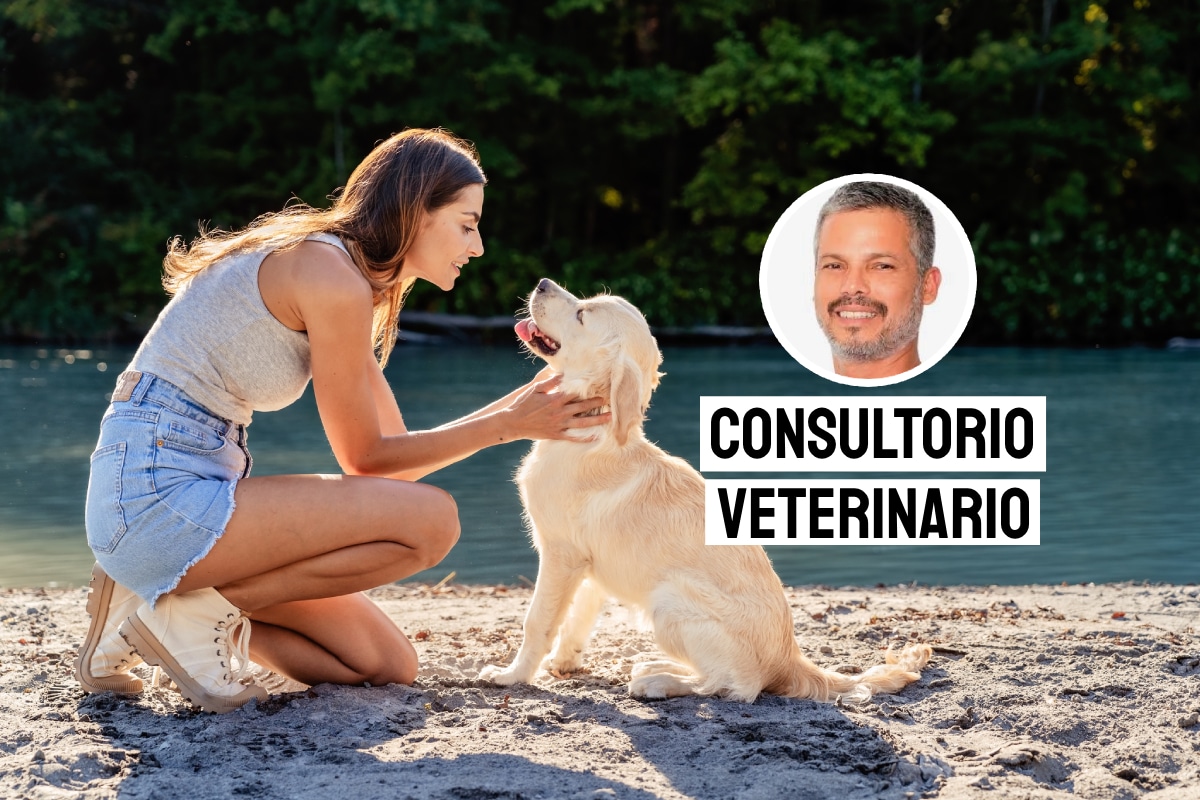 Evita los golpes de calor en mascotas. Foto: Istock