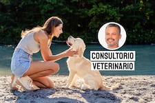 Esta acción simple puede prevenir golpes de calor en mascotas durante el verano