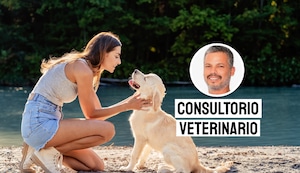 Esta acción simple puede prevenir golpes de calor en mascotas durante el verano