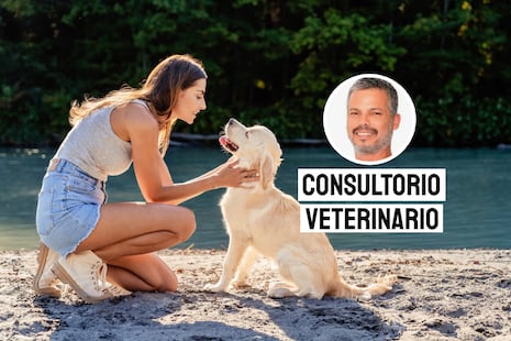 Esta acción simple puede prevenir golpes de calor en mascotas durante el verano