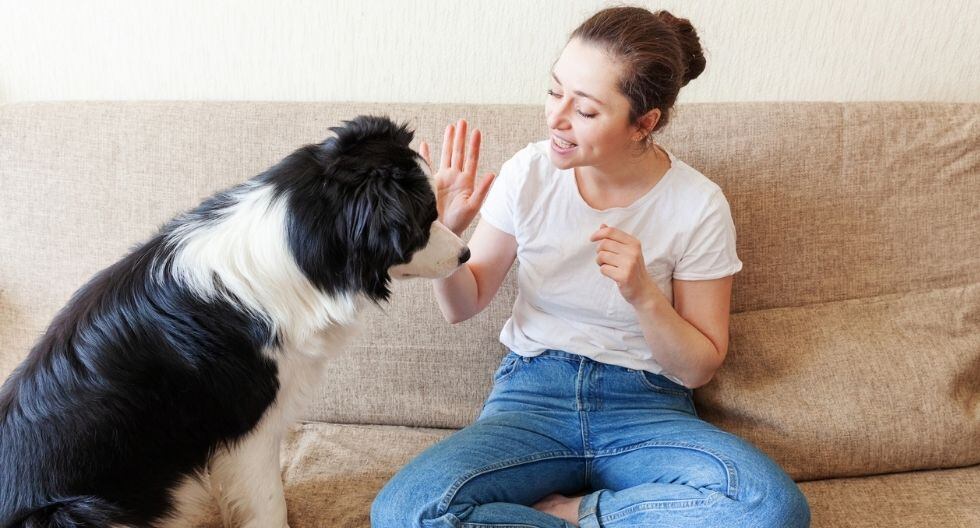 Razones por las que tu perro no te obedece.