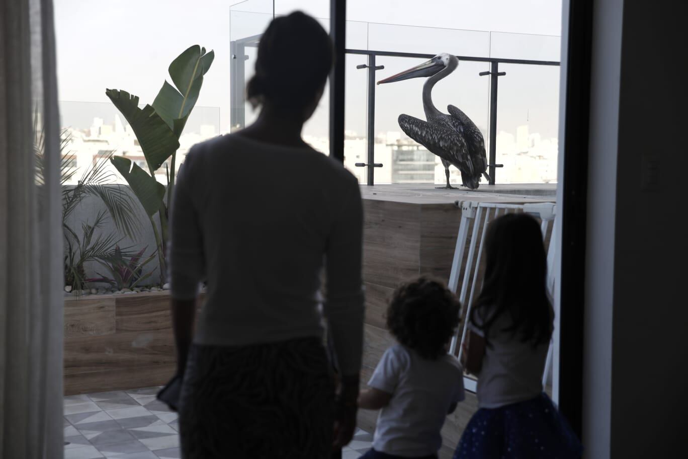 Aves enfermas posas en las casas (Foto: Renzo Salazar / @photo.gec)