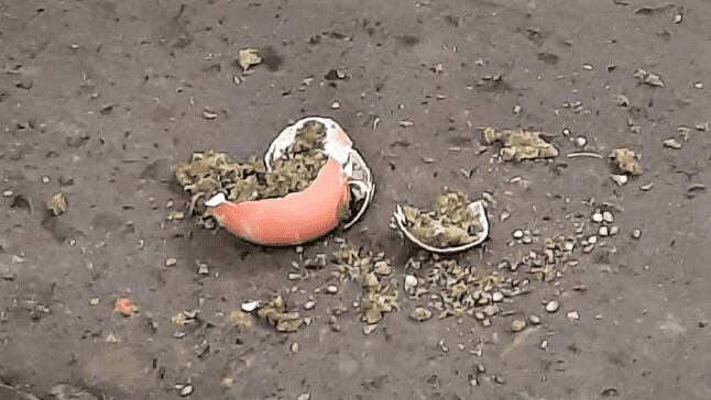 El ancianito José Isaac Palacios Hurtado (68), fue intervenido en la puerta del penal de Aaucallama, en Huaral por intentar hacer ingresar huevos en cuyo interior escondía marihuana.